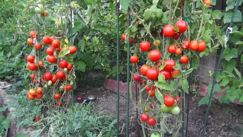 12 estrategias para el crecimiento óptimo de los tomates