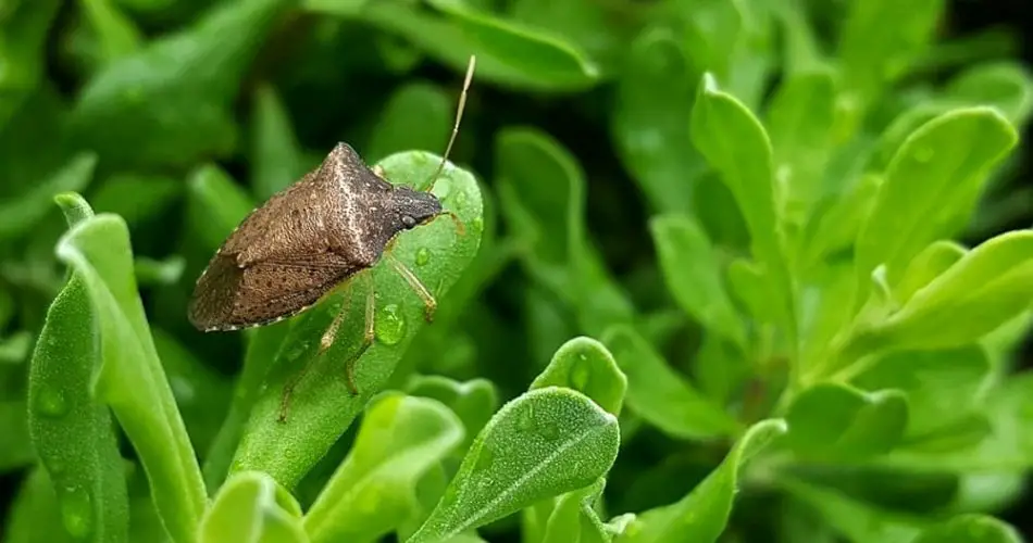 Chinches de cama en casa, esta hermosa planta es una maravilla: las mantiene a todas alejadas