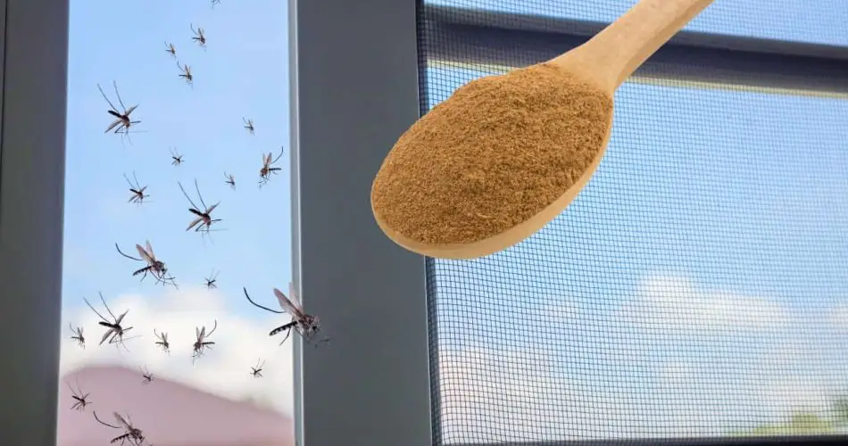 El insecticida más potente contra los mosquitos está en la cocina: hacen que desaparezcan gratis.