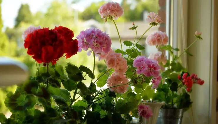 Si hace esto, sus flores florecerán todo el año: utilice este ingrediente natural.
