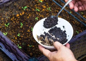 15 consejos para utilizar los posos de café: para el hogar y la belleza