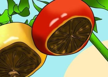 4 consejos para prevenir la podredumbre apical del tomate