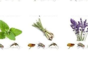 5 plantas que ahuyentan arañas, hormigas, mosquitos y escorpiones del hogar