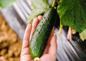 6 errores que debe evitar al plantar pepinos