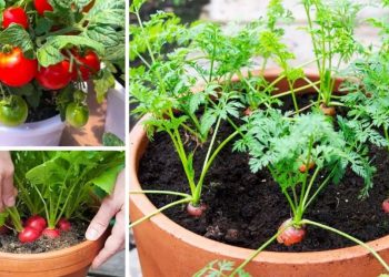7 verduras fáciles de cultivar en macetas en casa