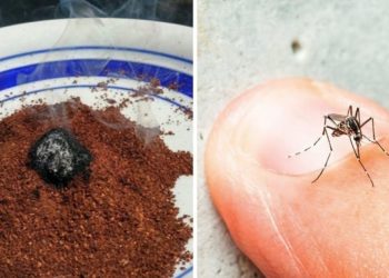 7 consejos naturales para repeler insectos