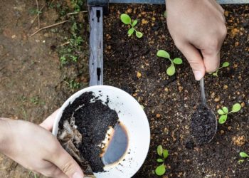 7 fertilizantes caseros naturales para el jardín y la fertilización de sus plantas
