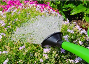 8 errores que todos cometemos al regar las plantas