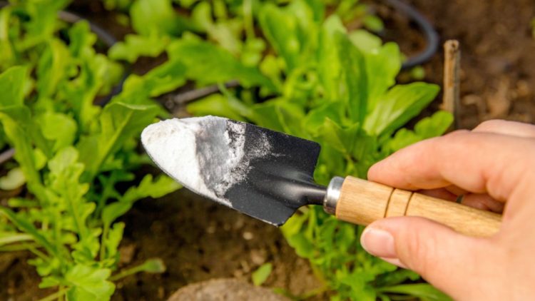 8 usos ingeniosos del polvo de hornear en el jardín