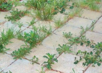 9 herbicidas naturales