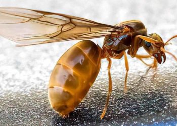 Hormigas en la casa, ¿qué hacer? 13 maneras de mantenerlas alejadas