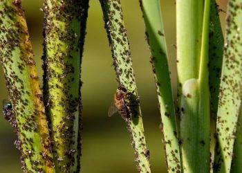 Antipulgones: 5 consejos para combatir los pulgones