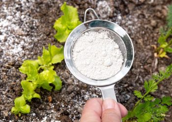 Polvo de hornear: un potente herbicida natural
