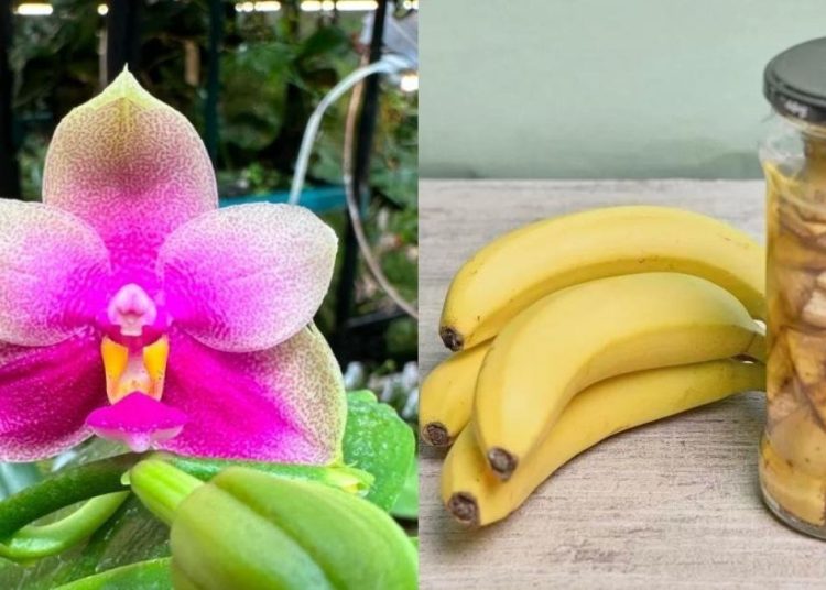 La cáscara de plátano es el mejor fertilizante natural para sus orquídeas.