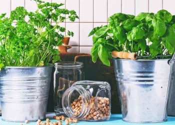 Albahaca en maceta: cómo cuidar la planta
