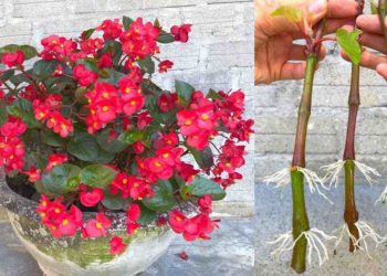 Begonias: cómo multiplicar infinitamente las ramas de una planta de plátano: se multiplican al instante
