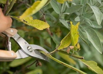 Poda de plantas aromáticas en julio
