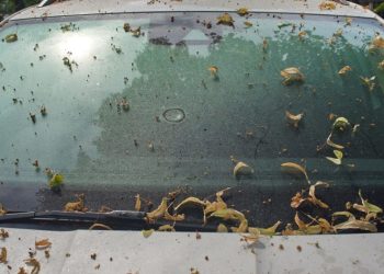 Los pulgones son responsables de que los coches queden atascados: evite estos errores ahora.
