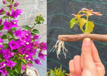 Propagar la buganvilla: el consejo sencillo e infalible que encantará a los jardineros