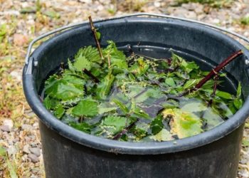 Macerado de ortiga: Embellezca su jardín con este fertilizante natural y económico
