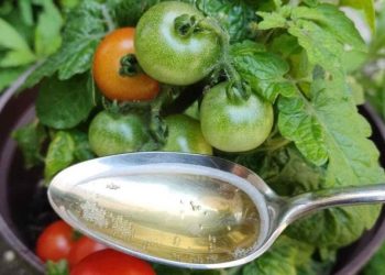 Gracias a este complemento, los tomates y los pepinos crecen diez veces más rápido.