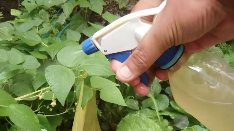 El fungicida e insecticida más potente del mundo es: libre de sustancias químicas.