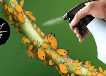 El insecticida natural más potente del mercado: mata al instante a los pulgones y a las moscas blancas.