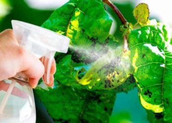 El remedio casero eficaz contra los pulgones que utilizan los jardineros.