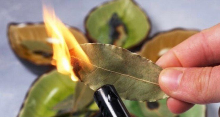 El laurel se va, todos lo queman en sus casas: lo que ocurra le sorprenderá.