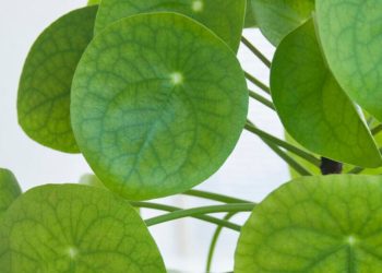 ¡Por eso debería sacar sus plantas al exterior en verano! ¡Estos 7 deberían publicarse ahora!