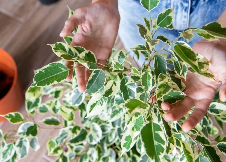 Las 6 plantas de interior que deberías sacar ahora al exterior.