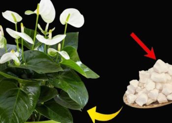 El lirio de la paz solo puede florecer hasta 10 años consecutivos con este ingrediente.