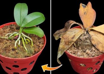 El potente ingrediente de cocina que necesita para cultivar todo tipo de plantas.