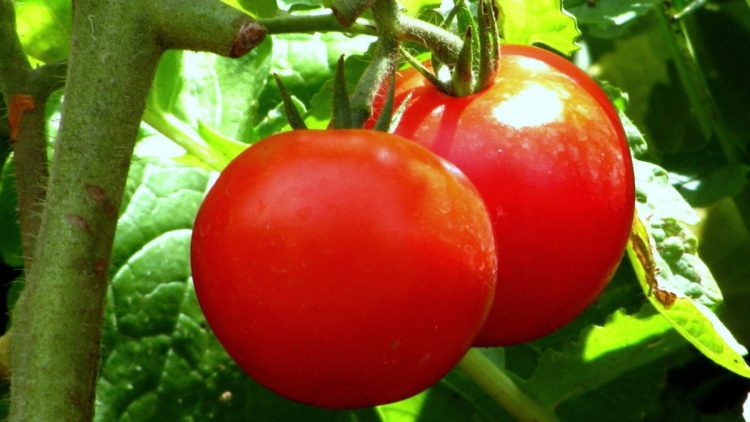 Todo el mundo comete estos 10 errores con las plantas de tomate.
