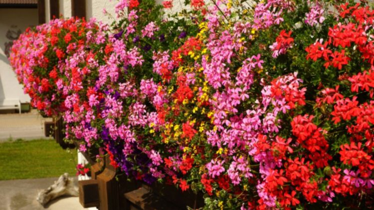Estos 3 remedios caseros garantizan una floración vigorosa en los geranios.