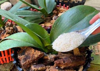 Este fertilizante natural ayuda a que su orquídea se mantenga sana.