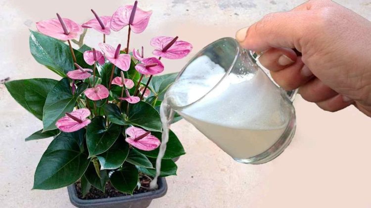 Un frasco de este producto basta para que crezcan muchas flores en el balcón y en el jardín.