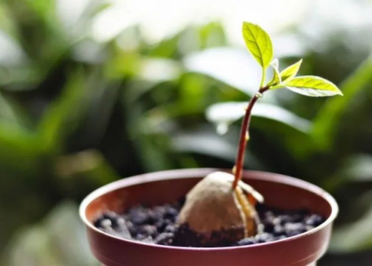 Dejar germinar un hueso de aguacate en el interior