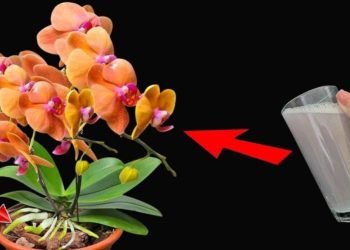 Una taza de este líquido al mes y tendrás plantas fuertes, llenas de flores durante todo el año.