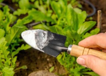 Una solución ecológica para eliminar las malas hierbas y repeler las plagas