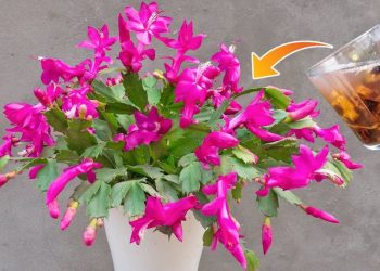 Elabore un fertilizante potente para sus plantas con un solo ingrediente.