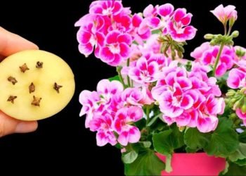 Elimina plagas de todas sus flores y plantas.