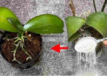 Suena casi imposible, pero es verdad: devuelve sus plantas muertas a la vida.