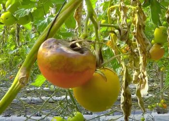 Mildiu del tomate: 10 tratamientos naturales y eficaces