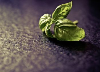 Errores que debe evitar al cultivar albahaca