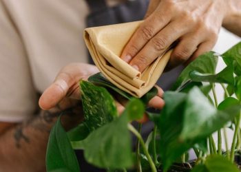 Funge-Fliegen: por qué y cómo deshacerse de ellas