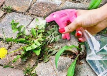 Experto en jardinería revela un truco genial para eliminar las malas hierbas entre las losas en un abrir y cerrar de ojos.