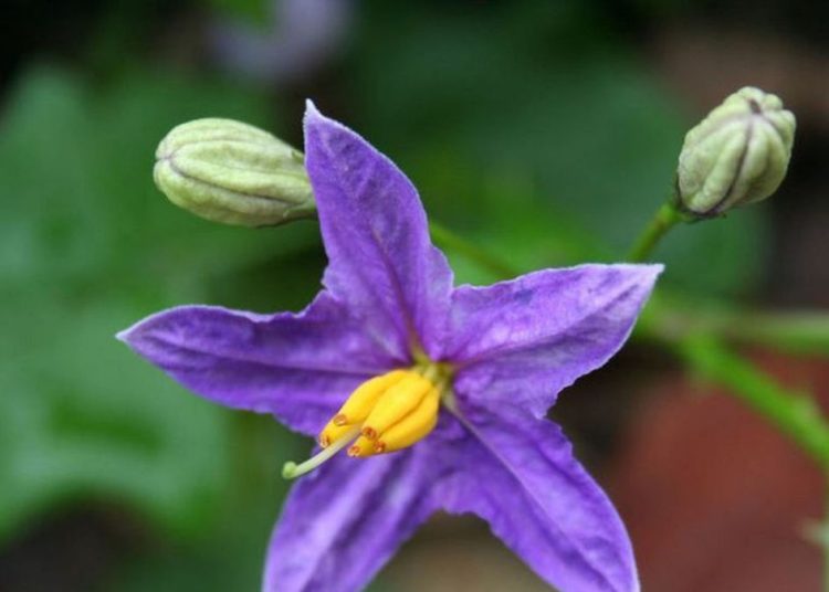 Cuidado del jardín en periodos de calor y sequía