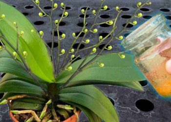 Riega todas las plantas con esta agua: incluso las flores más secas florecen