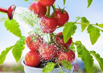 Riega los tomates con esto: las plantas serán fuertes y productivas